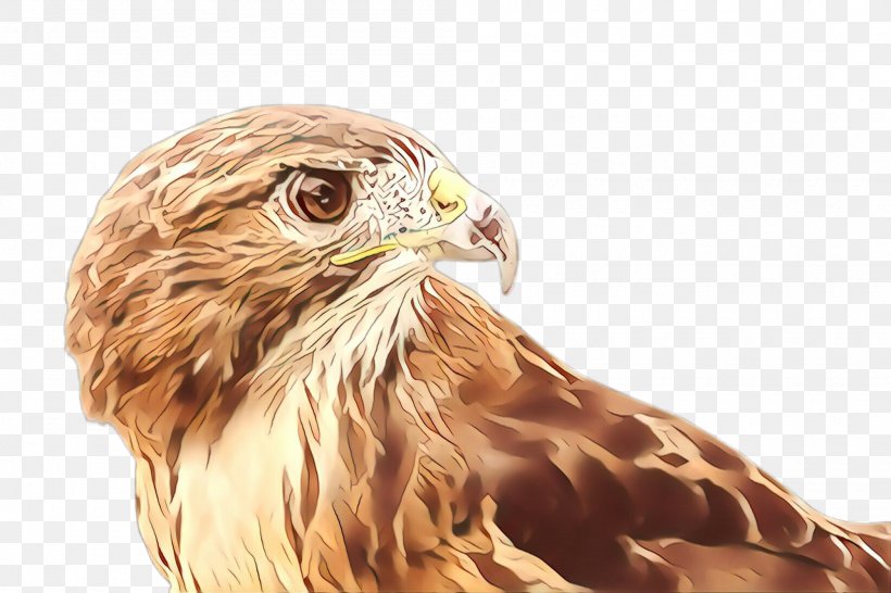 Bird Bird Of Prey Eagle Hawk Golden Eagle, PNG, 2000x1332px, Cartoon, Accipitridae, Beak, Bird, Bird Of Prey Download Free