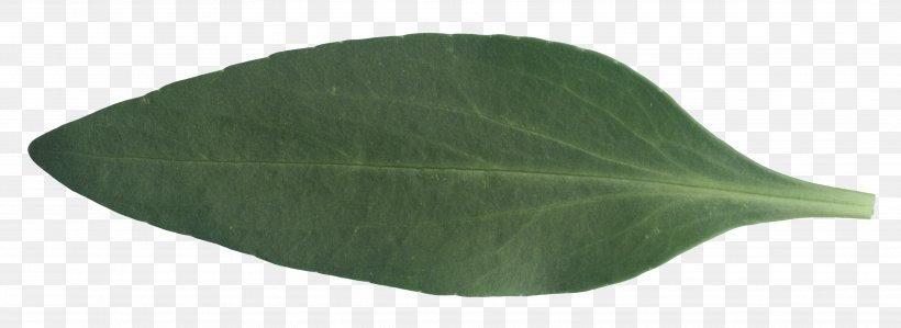 Green Leaf, PNG, 3729x1363px, Green, Leaf Download Free