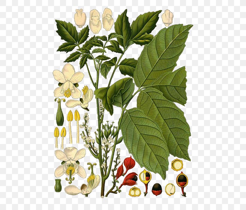 Guarana Smilax Aspera Plants Botanical Illustration Botany, PNG, 505x700px, Guarana, Botanical Illustration, Botany, Branch, Caffeine Download Free