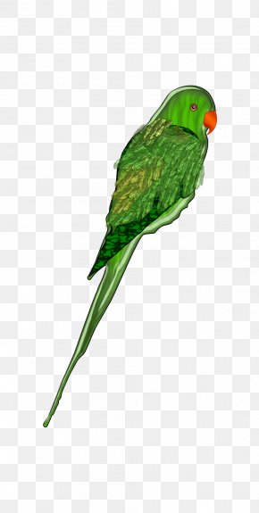 Parrot Bird Clip Art, PNG, 828x1029px, Parrot, Beak, Bird, Common Pet ...