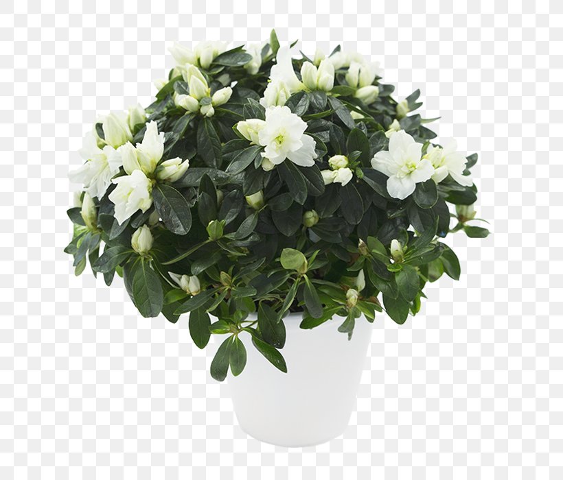 Azalea Flowerpot Houseplant Cape Jasmine Shrub, PNG, 700x700px, Azalea, Cape Jasmine, Flower, Flowering Plant, Flowerpot Download Free