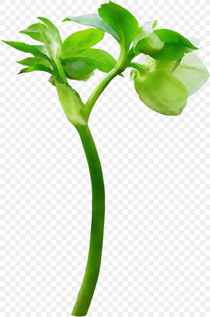 Bud Leaf Image Flower, PNG, 846x1280px, Bud, Blog, Botany, Cut Flowers, Drawing Download Free