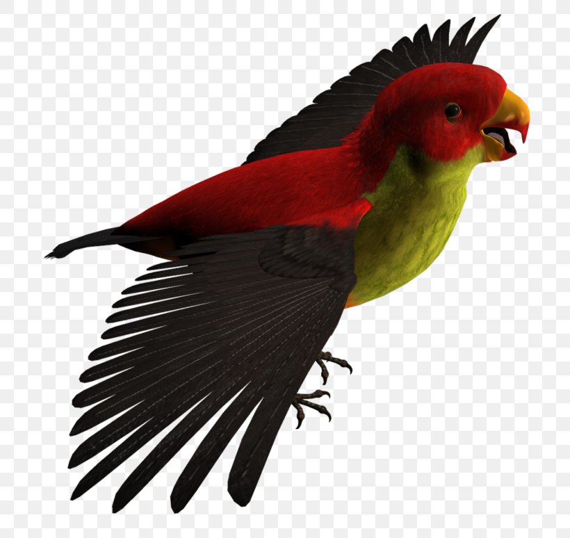 Budgerigar Lovebird Parrot Lories And Lorikeets, PNG, 800x774px, Budgerigar, Beak, Bird, Common Pet Parakeet, Fauna Download Free