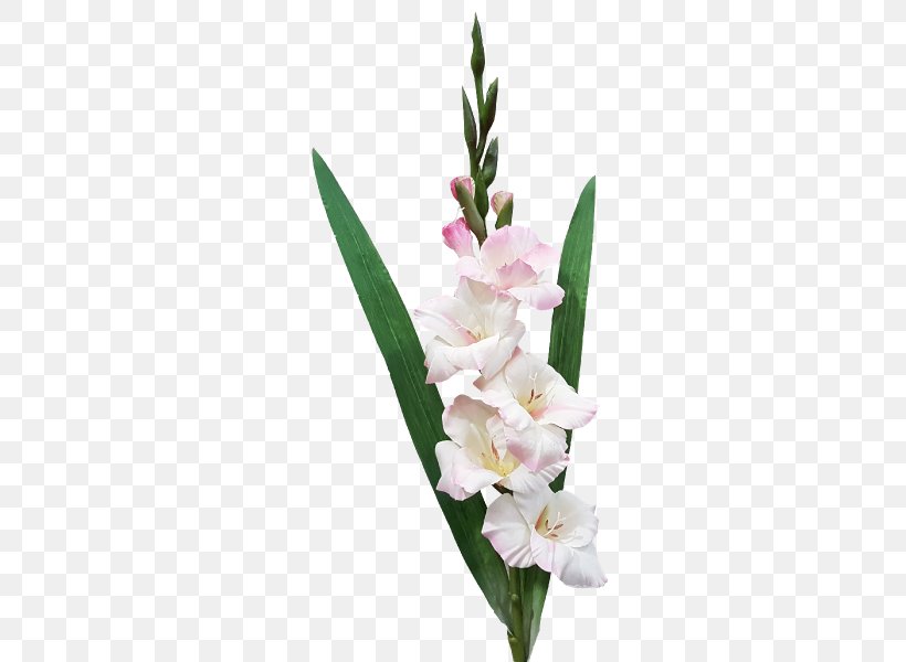 Gladiolus Cut Flowers Plant Stem Flower Bouquet, PNG, 800x600px, Gladiolus, Artificial Flower, Cut Flowers, Floral Design, Floristry Download Free