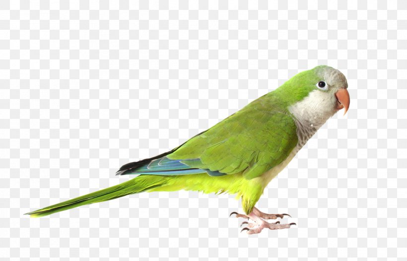 Monk Parakeet Parrot Bird Cockatiel Pin Feather, PNG, 1319x849px, Monk Parakeet, Beak, Bird, Cockatiel, Common Pet Parakeet Download Free