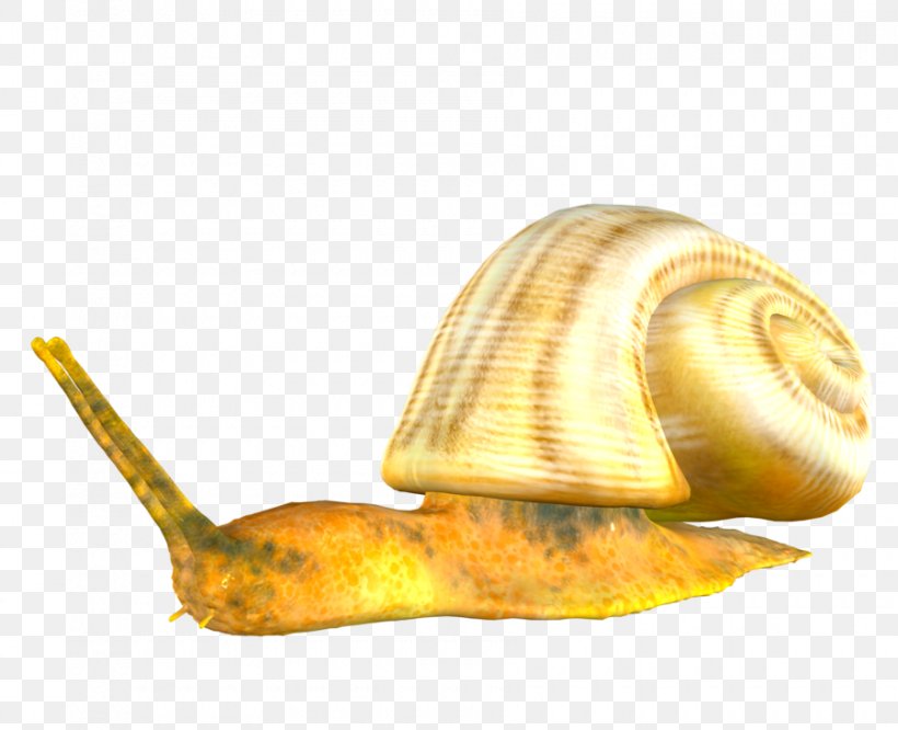 Orthogastropoda Snail Information Clip Art, PNG, 900x731px, Orthogastropoda, Gastropod Shell, Gastropods, Information, Invertebrate Download Free