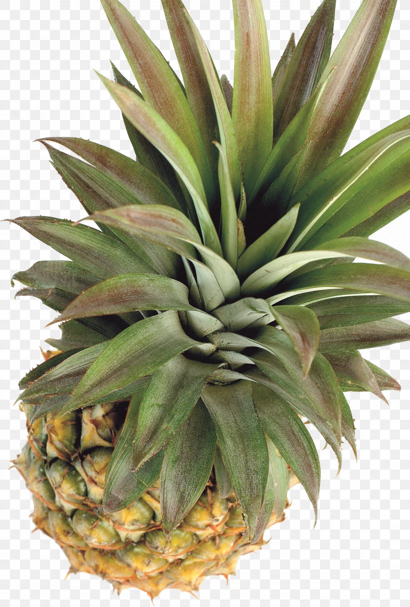 Pineapple Tropical Fruit Papaya Clip Art, PNG, 2298x3406px, Pineapple, Agave, Aloe, Ananas, Apple Download Free