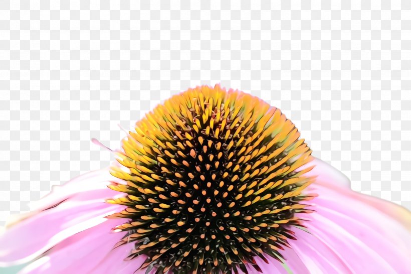 Purple Coneflower Coneflower Flower Petal Plant, PNG, 2448x1632px, Watercolor, Closeup, Coneflower, Flower, Flowering Plant Download Free