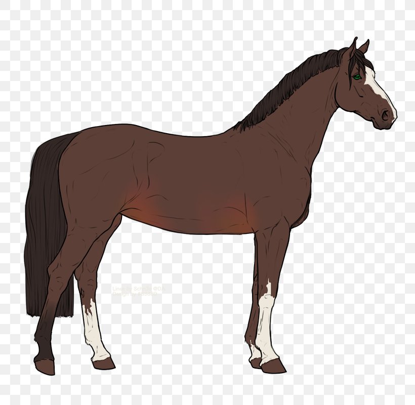 Stallion Pony Mustang Mare Clip Art, PNG, 800x800px, Stallion, Animaatio, Bay, Black, Bridle Download Free