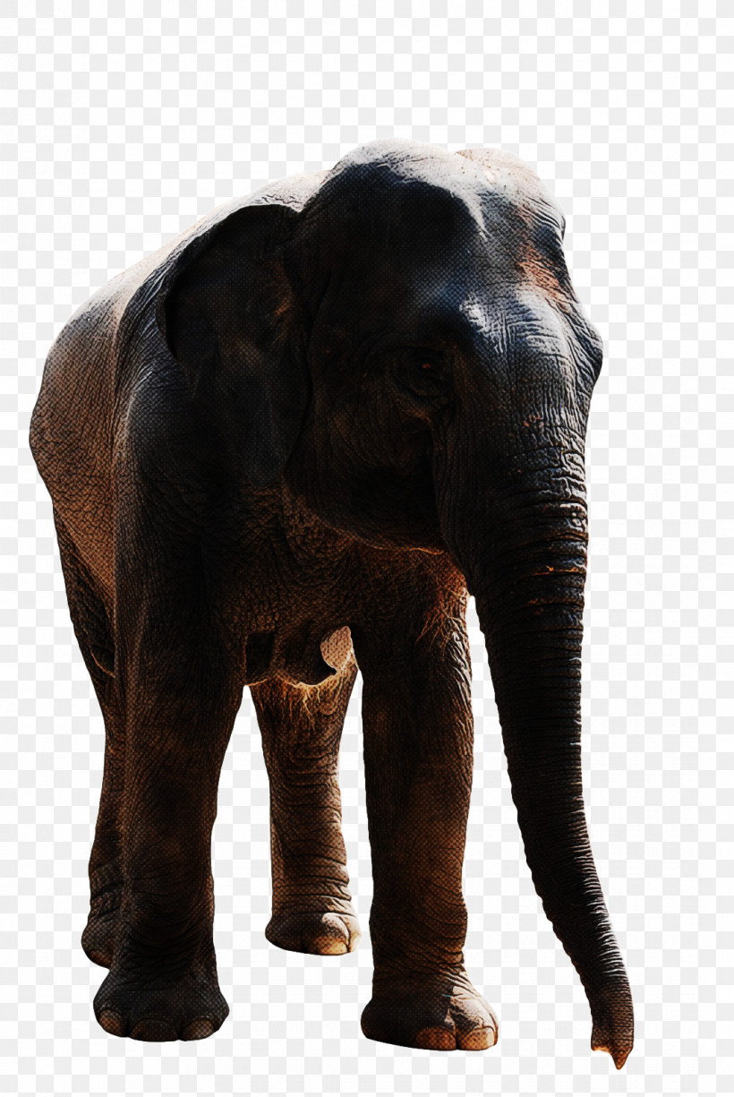 Indian Elephant, PNG, 1071x1600px, African Elephants, Africa, Biology, Elephant, Elephants Download Free