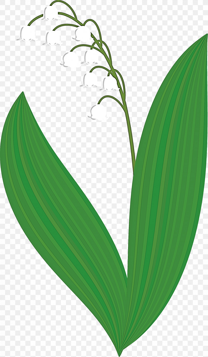 Lily Bell Flower, PNG, 1752x3000px, Lily Bell, Flower, Grass, Green, Leaf Download Free
