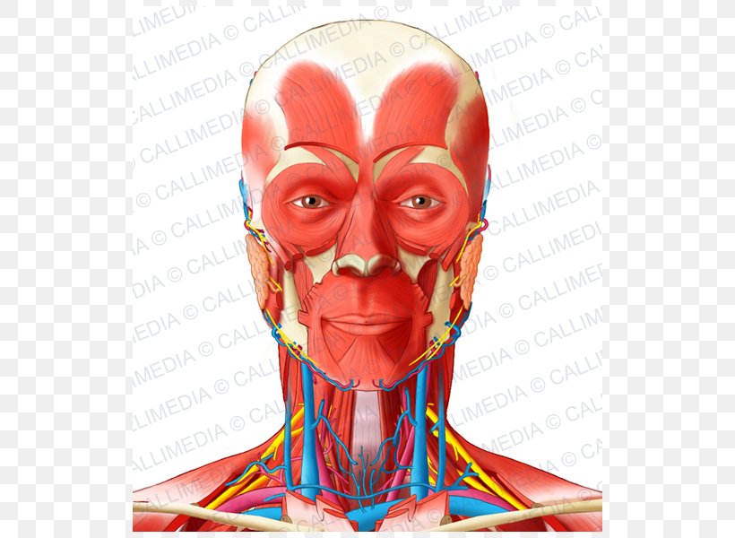 Muscle Anterior Triangle Of The Neck Head And Neck Anatomy, PNG, 600x600px, Watercolor, Cartoon, Flower, Frame, Heart Download Free