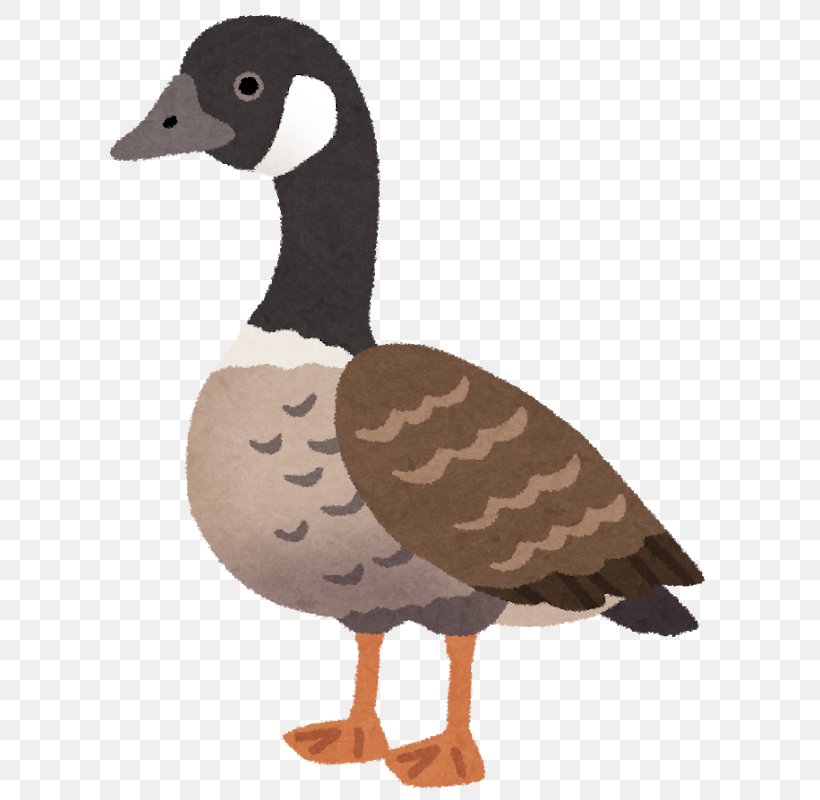 Cackling Goose Duck Nene Ganso, PNG, 701x800px, Goose, Beak, Bird, Blog, Cackling Goose Download Free