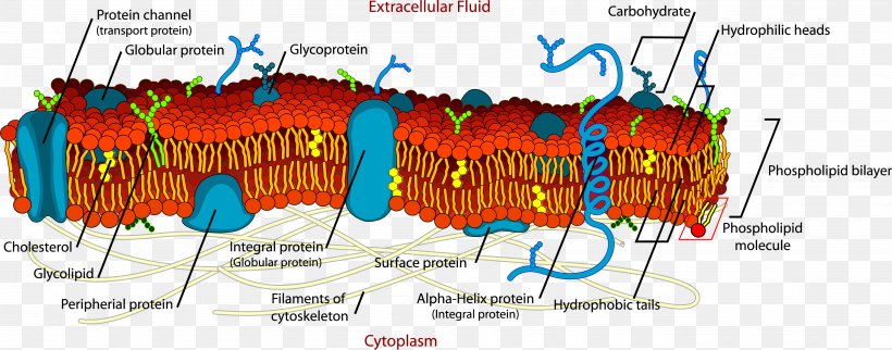 Cell Membrane Biological Membrane Plant Cell Extracellular Fluid, PNG, 3584x1411px, Cell Membrane, Biological Membrane, Biology, Cell, Cytoskeleton Download Free