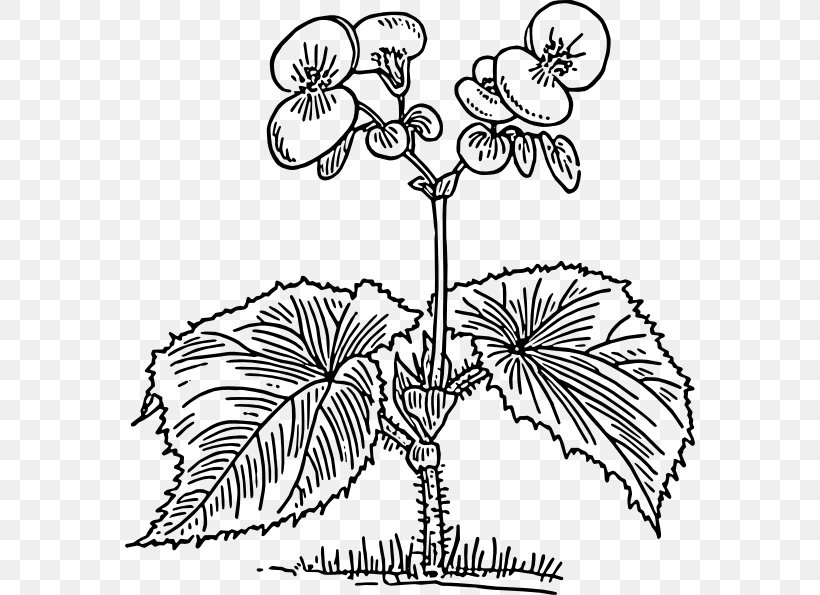 Coloring Book Tuberous Begonias Elatior Begonia Clip Art, PNG, 570x595px, Coloring Book, Area, Art, Artwork, Begonia Download Free