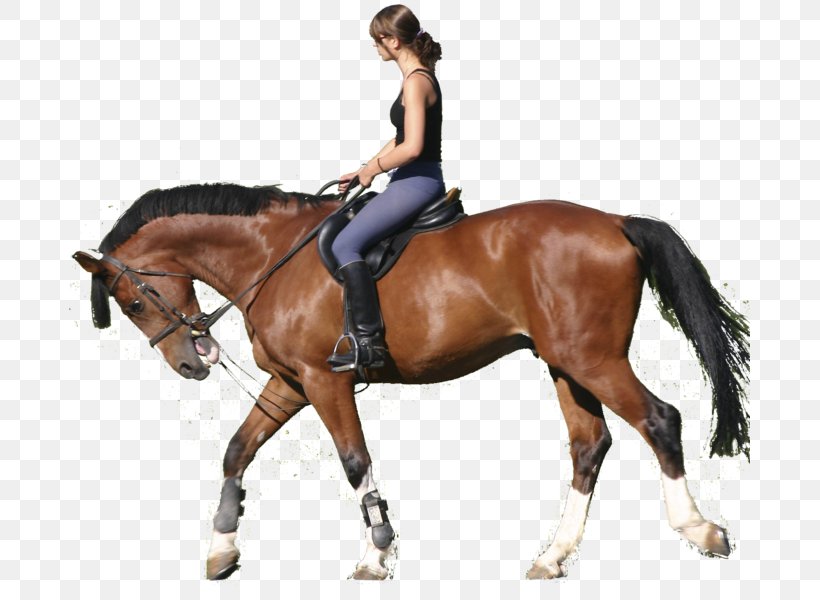 Horse Equestrian Clip Art Pony, PNG, 681x600px, Horse, Animal Sports, Animal Training, Bridle, Collection Download Free