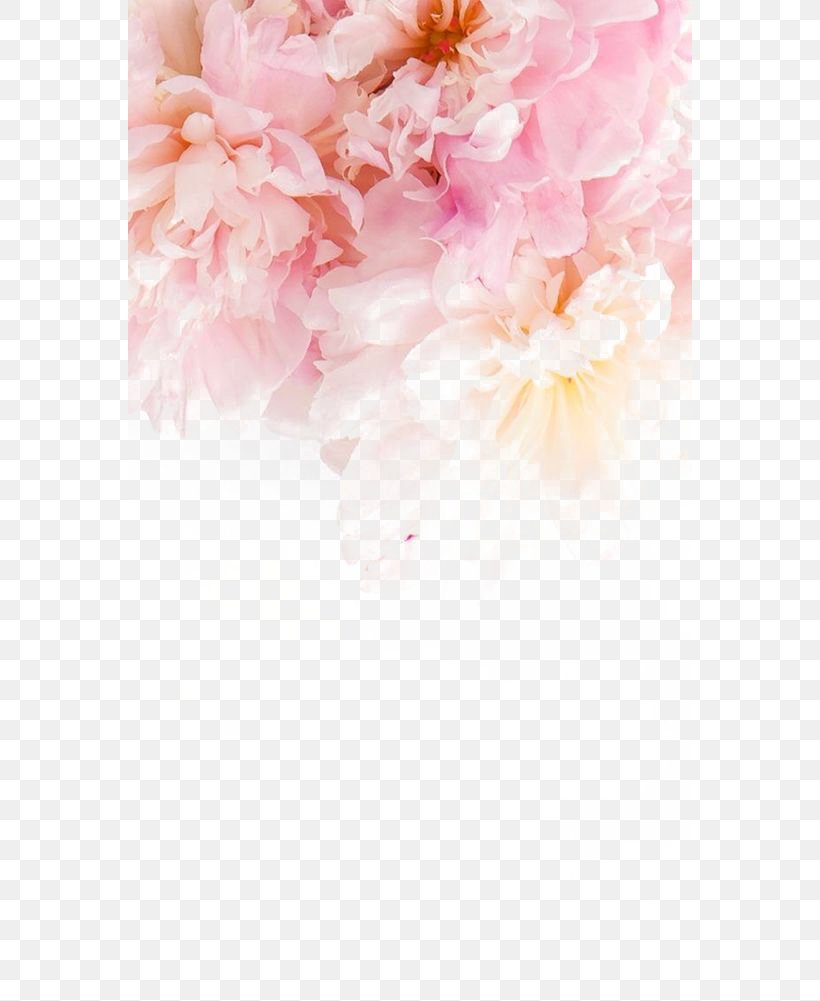 IPhone 6 Plus IPhone 5s Flower Wallpaper, PNG, 564x1001px, Iphone 6 Plus, Blossom, Dahlia, Floral Design, Floristry Download Free