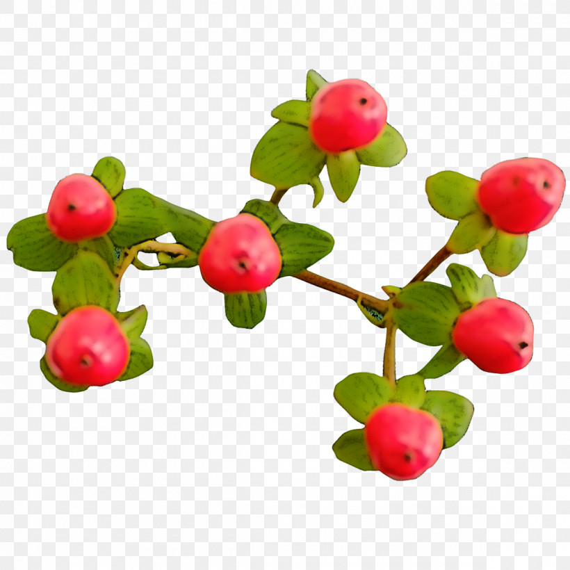 Plant Flower Berry Fruit Branch, PNG, 1200x1200px, Plant, Acerola Family, Arctostaphylos, Arctostaphylos Uvaursi, Berry Download Free