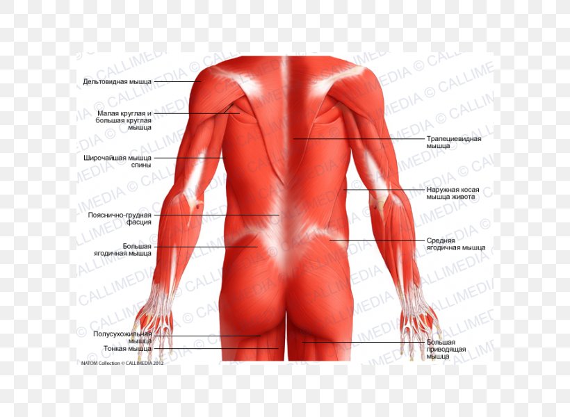 Posterior Triangle Of The Neck Muscle Head And Neck Anatomy Human Body, PNG, 600x600px, Watercolor, Cartoon, Flower, Frame, Heart Download Free