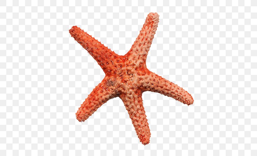 Starfish Clip Art, PNG, 500x500px, Starfish, Animal, Beach, Digital Scrapbooking, Echinoderm Download Free