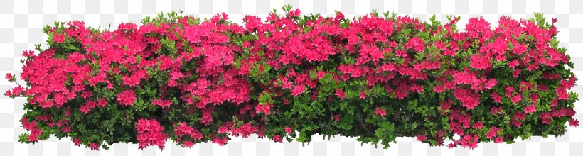 Arbustos Con Flor Shrub Flower Tree, PNG, 4650x1250px, Arbustos Con Flor, Animation, Cercis Siliquastrum, Flower, Garden Download Free