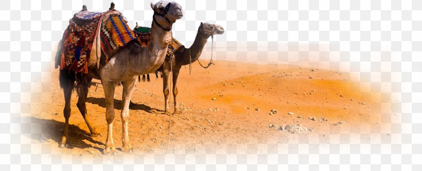 Dromedary Bactrian Camel, PNG, 1280x520px, Dromedary, Arabian Camel, Bactrian Camel, Bridle, Camel Download Free