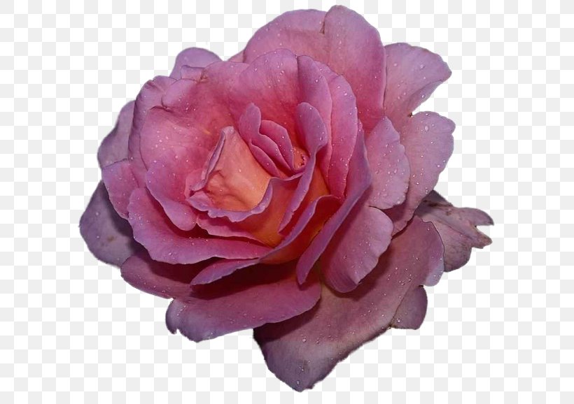 Love Flower Desktop Wallpaper Garden Roses, PNG, 600x578px, Love, Affection, China Rose, Cut Flowers, Floribunda Download Free