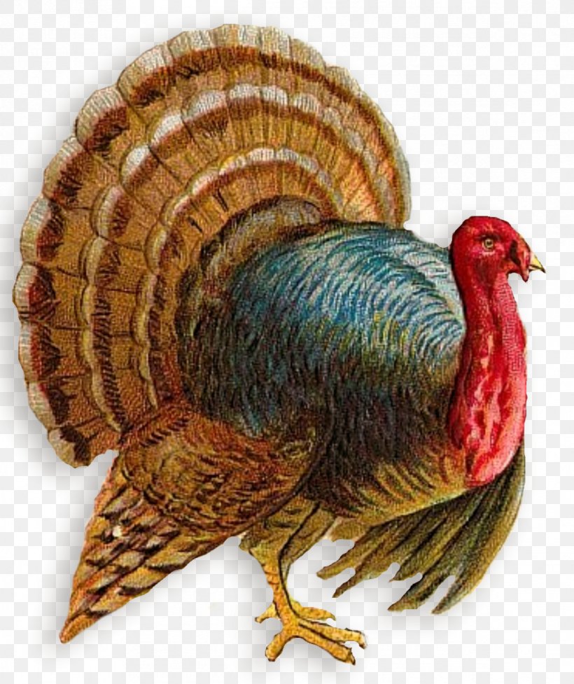 Turkey Meat Clip Art, PNG, 1193x1422px, Turkey, Beak, Bird, Display Resolution, Domesticated Turkey Download Free