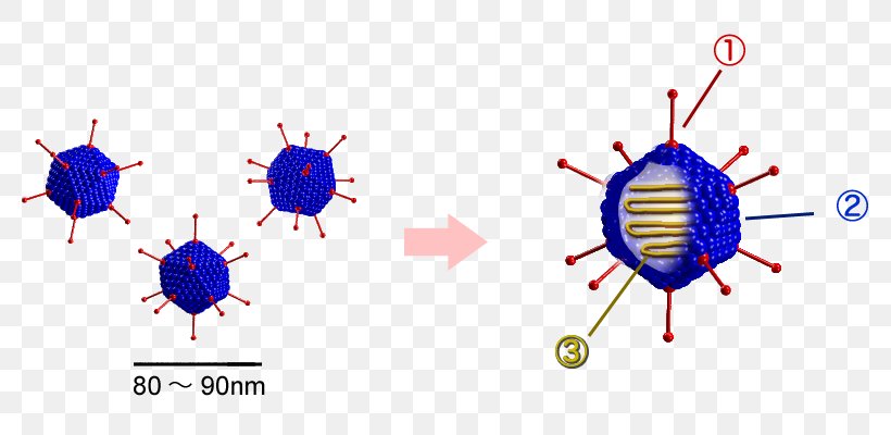 Adenoviridae DNA Virus Pharyngoconjunctival Fever Capsid, PNG, 800x400px, Watercolor, Cartoon, Flower, Frame, Heart Download Free