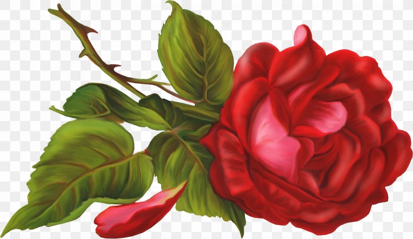 Beach Rose Bokmxe4rke Photography Clip Art, PNG, 1771x1024px, Beach Rose, Author, Camellia, China Rose, Cut Flowers Download Free
