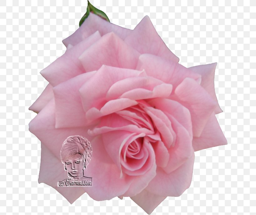 Garden Roses Cabbage Rose Floribunda Cut Flowers Petal, PNG, 640x688px, Garden Roses, Cabbage Rose, Cut Flowers, Floribunda, Flower Download Free