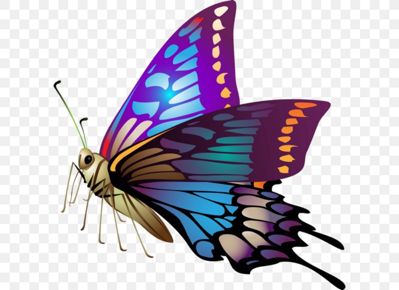 IPhone 5 IPhone 4 IPhone 6s Plus Desktop Wallpaper IPhone 6 Plus, PNG, 600x596px, Iphone 5, Arthropod, Brush Footed Butterfly, Butterfly, Highdefinition Video Download Free