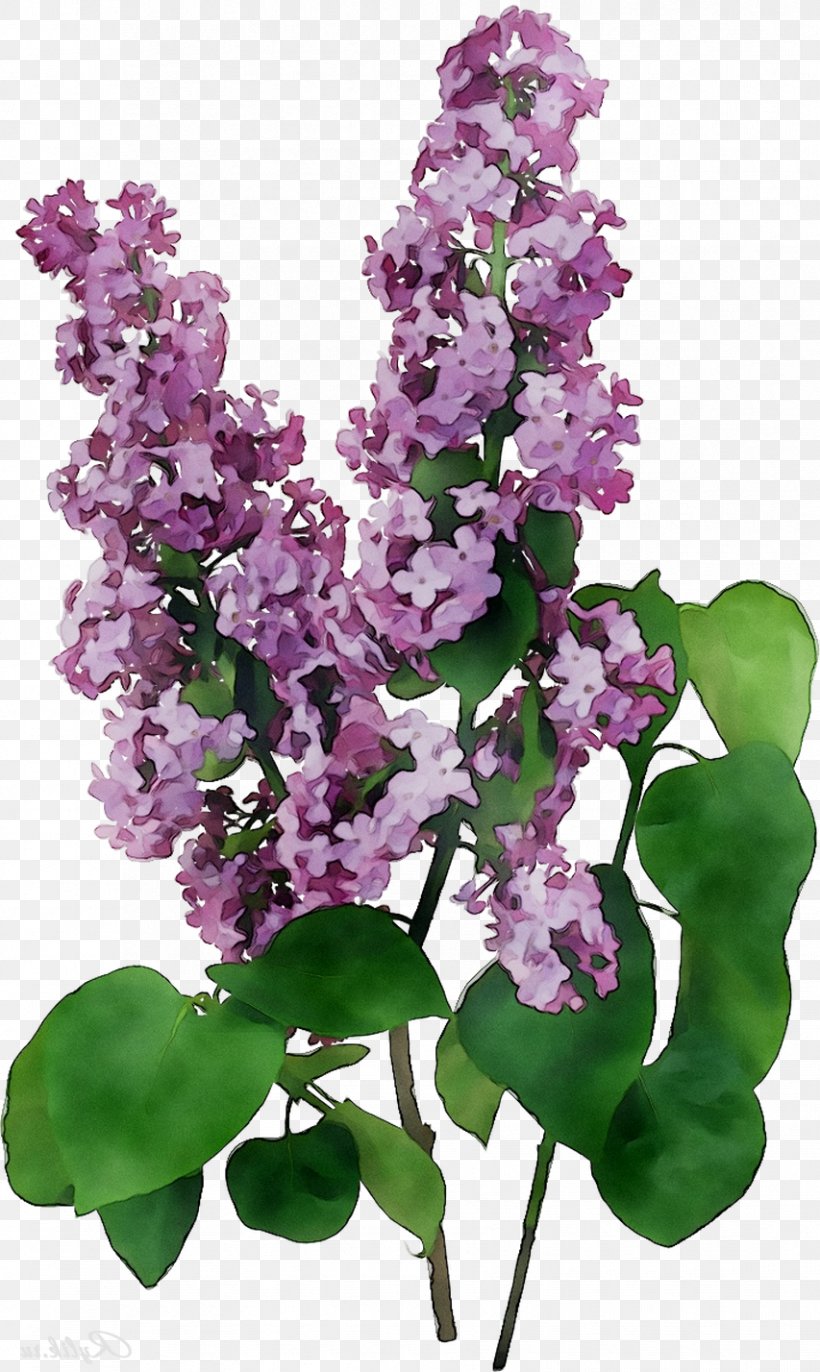 Lilac Lavender, PNG, 853x1428px, Lilac, Branch, Cut Flowers, Flower, Flowering Plant Download Free