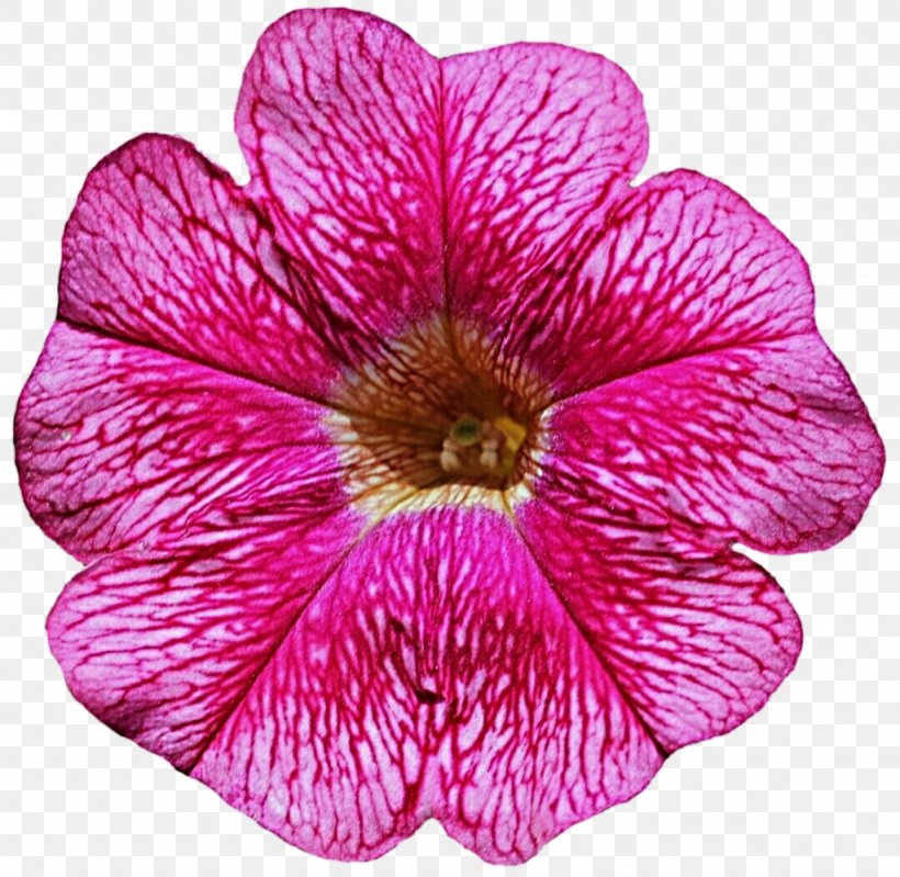 Petunia Flower Clip Art, PNG, 1024x998px, Petunia, Annual Plant, Blog, Flower, Flowering Plant Download Free