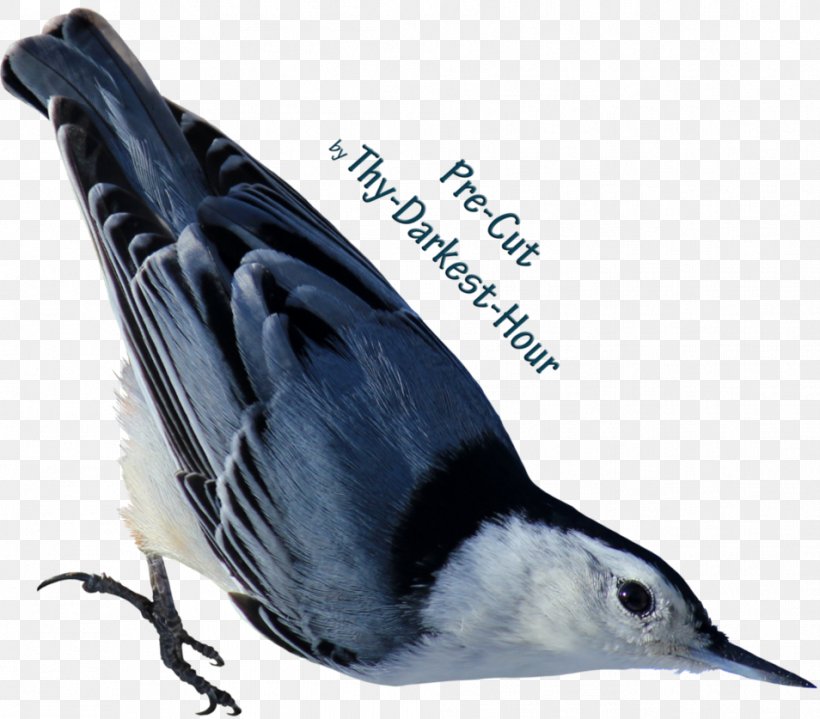 Bird Lark Download, PNG, 954x837px, Bird, Beak, Data, Eurasian Collared Dove, Eurasian Skylark Download Free