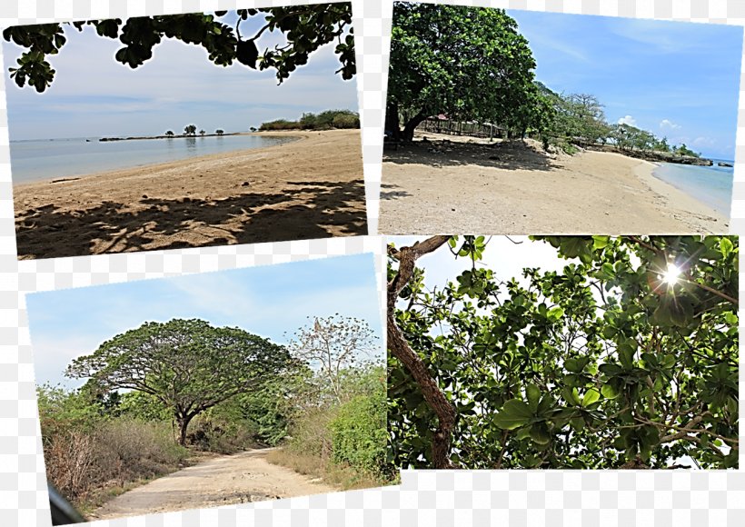 Cape Santiago Burot Beach Vegetation Family, PNG, 1304x923px, Beach, Biome, Cooking, Ecoregion, Ecosystem Download Free