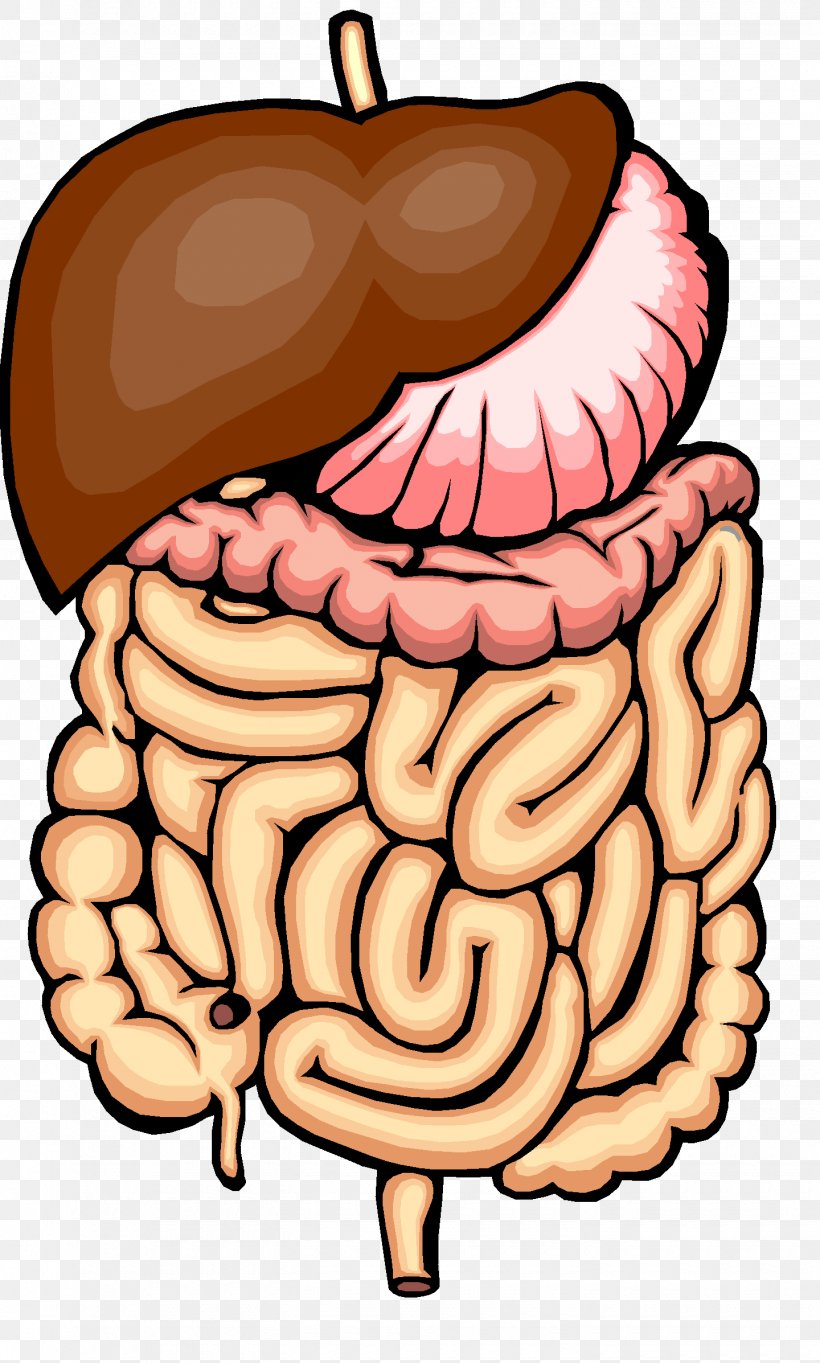 Digestion Physical Change Human Digestive System Chemical Change Gastrointestinal Tract, PNG, 1440x2394px, Watercolor, Cartoon, Flower, Frame, Heart Download Free