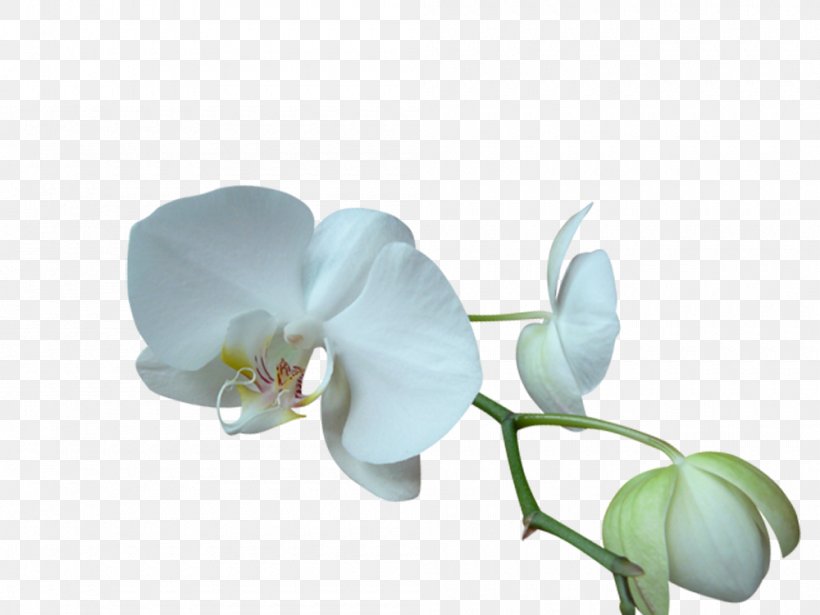 Moth Orchids Blog Flower Clip Art, PNG, 1000x751px, Moth Orchids, Alejate, Autumn Leaves, Blog, Cut Flowers Download Free