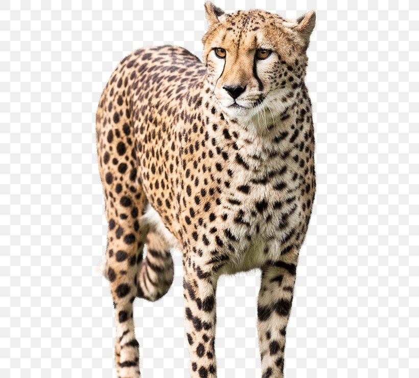 National Zoo & Aquarium Cheetah Leopard, PNG, 515x739px, National Zoo Aquarium, Big Cats, Carnivoran, Cat Like Mammal, Cheetah Download Free