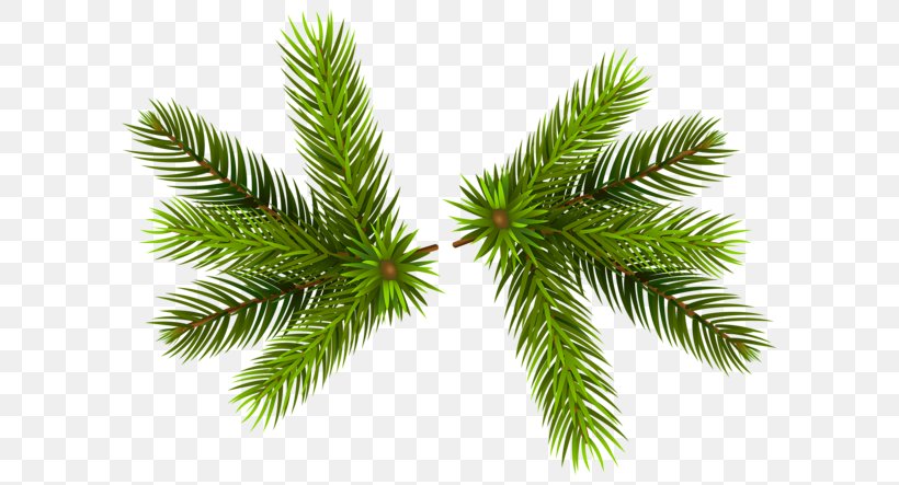 Pine Clip Art Conifer Cone Openclipart, PNG, 600x443px, Pine, Branch, Cedar, Christmas Ornament, Conifer Download Free
