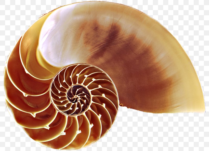Seashell Chambered Nautilus Nautilidae Conchology Evolution, PNG, 800x596px, Seashell, Chambered Nautilus, Conchology, Confidence, Evolution Download Free