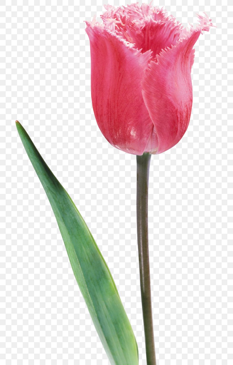 Tulip Flower Liliaceae Plant Stem, PNG, 712x1280px, Tulip, Bud, Bulb, Cut Flowers, Flower Download Free