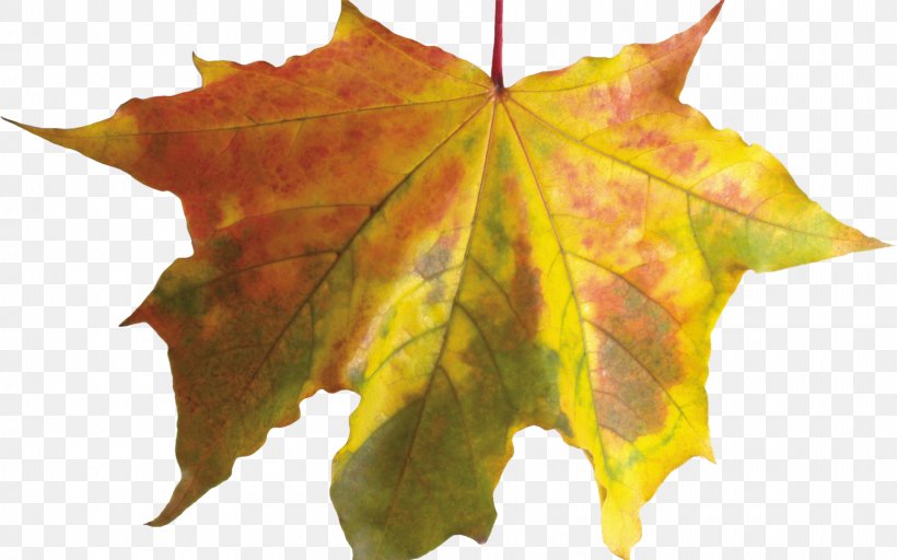 Autumn Leaves Leaf, PNG, 1920x1200px, Autumn Leaves, Autumn, Autumn Leaf Color, Chlorophyll, Drawing Download Free