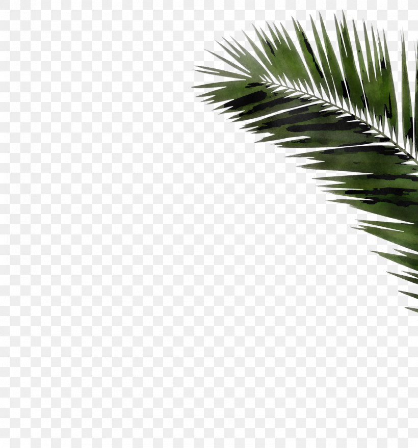 Palm Tree, PNG, 1492x1600px, Tree, Arecales, Attalea Speciosa, Borassus Flabellifer, Branch Download Free