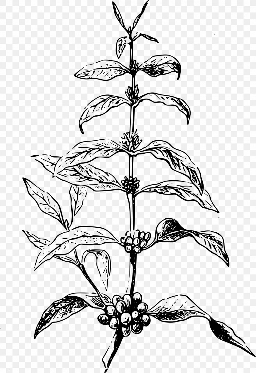 Twig /m/02csf Drawing Pattern Flower, PNG, 1316x1920px, Twig, Blackandwhite, Botany, Drawing, Flower Download Free