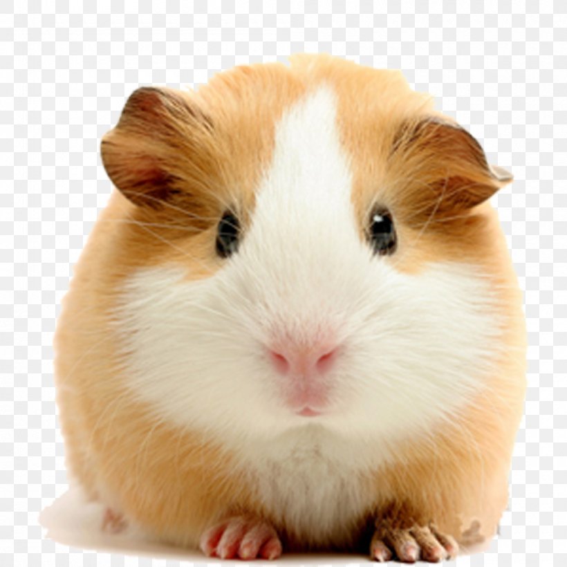 Vietnamese Pot-bellied Pet Guinea Pigs Dog Rodent, PNG, 1000x1000px, Rodent, Animal, Breeder, Cage, Dog Download Free