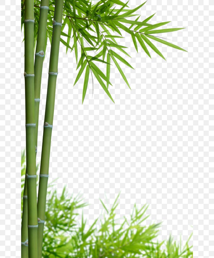 Bamboo Stock Photography Royalty-free, PNG, 658x987px, Bamboo, Bamboo Painting, Bamboo Textile, Branch, Grass Download Free