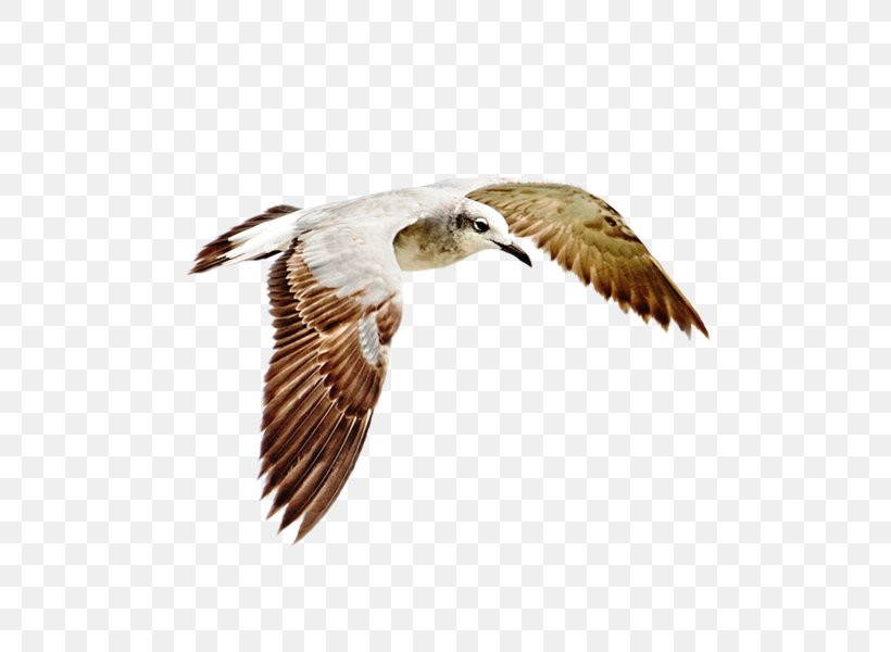 Bird Hawk Common Gull Wader, PNG, 523x600px, Bird, Accipitriformes, Beak, Bird Of Prey, Charadriiformes Download Free