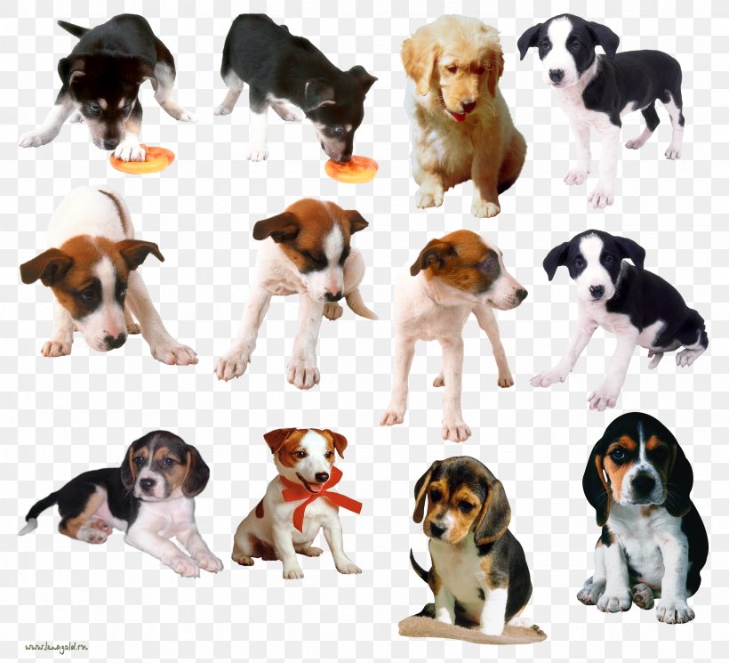 Dog Breed Puppy Beagle Clip Art, PNG, 2465x2241px, Dog Breed, Beagle, Breed, Breed Group Dog, Carnivoran Download Free