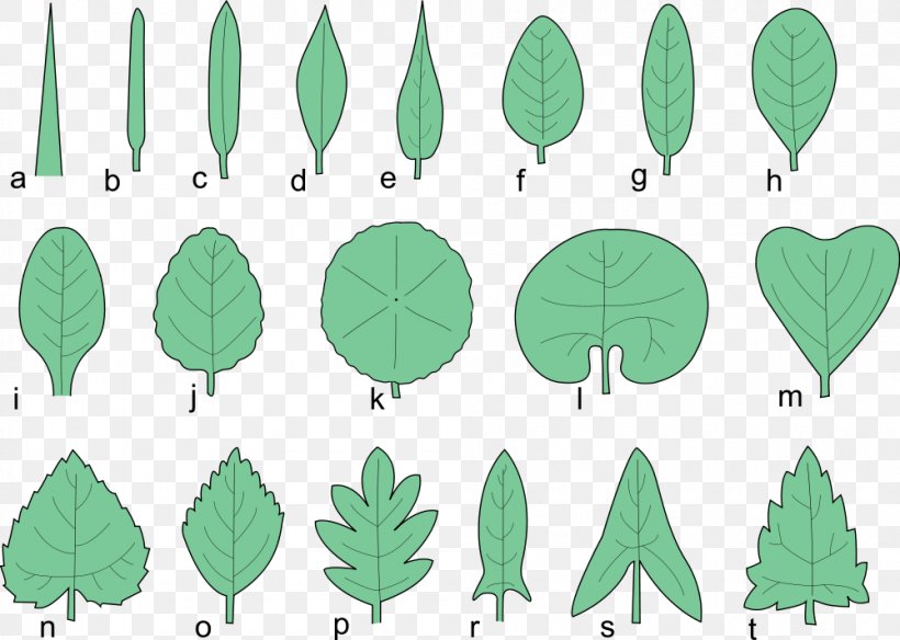 Glossary Of Leaf Morphology Tree Japanese Maple Pinnation, PNG, 1000x713px, Leaf, Area, Autumn Leaf Color, Bald Cypress, Bladnerv Download Free